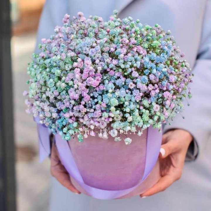 Гипсофилы в шляпной коробке "Кандилайт" в Адлере