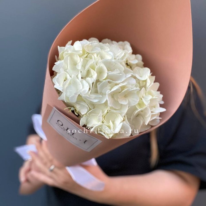 Гортензия Snow в Адлере