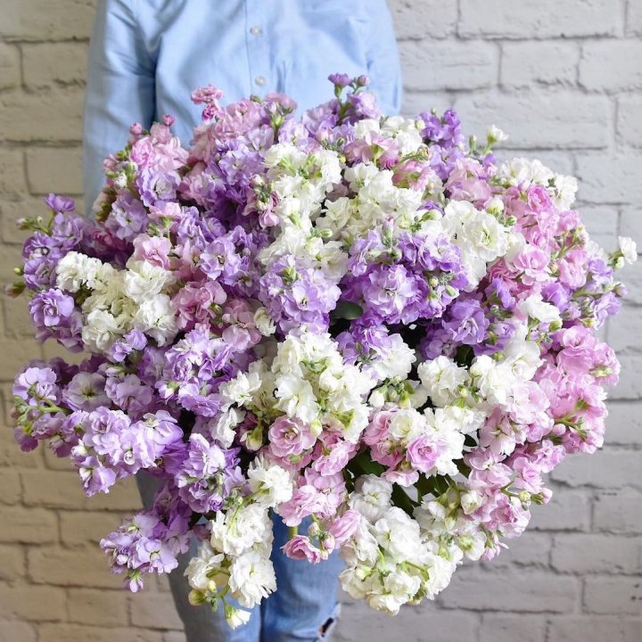 Облако маттиол в Адлере