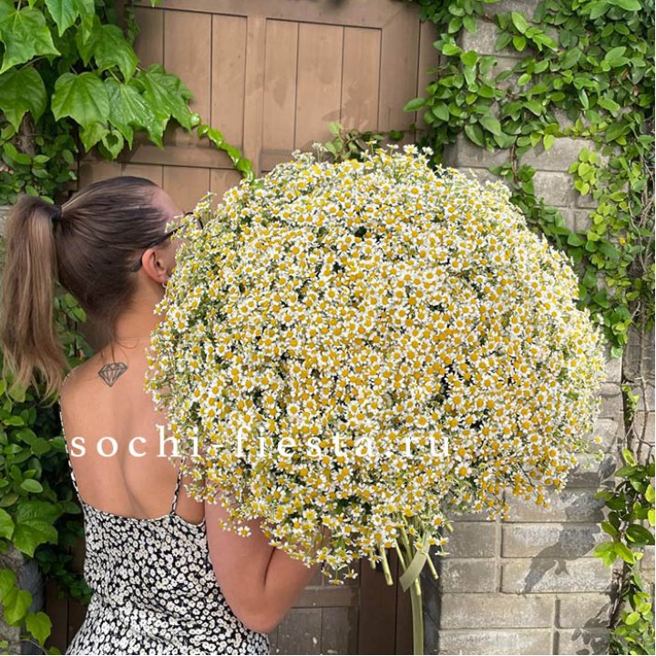 101 ромашка в Адлере