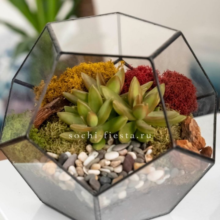 Флорариум “Додекаэдр” с суккулентом Седум в Адлере