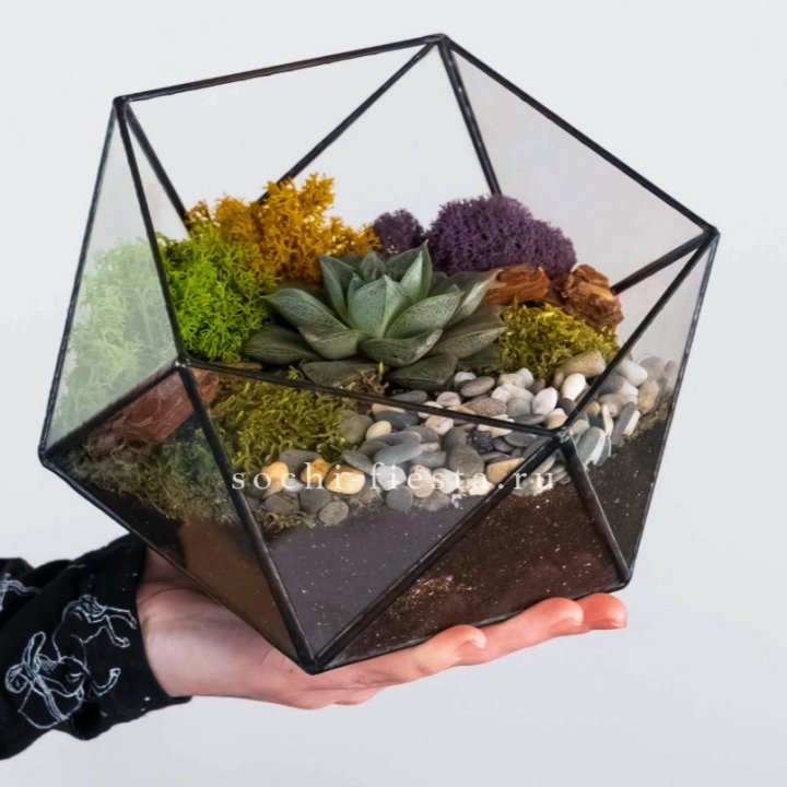 Флорариум “Икосаэдр” с суккулентом Каменная Роза в Адлере