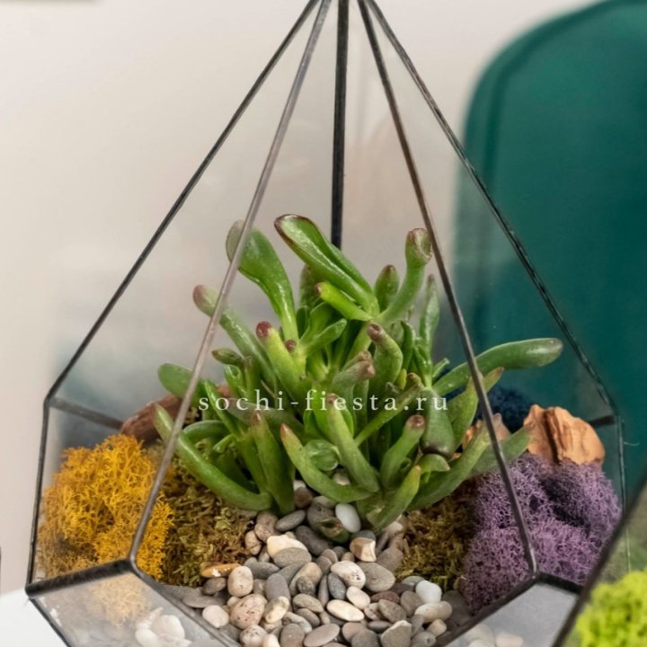 Флорариум “Капля” с суккулентом Крассула Хоббит в Адлере