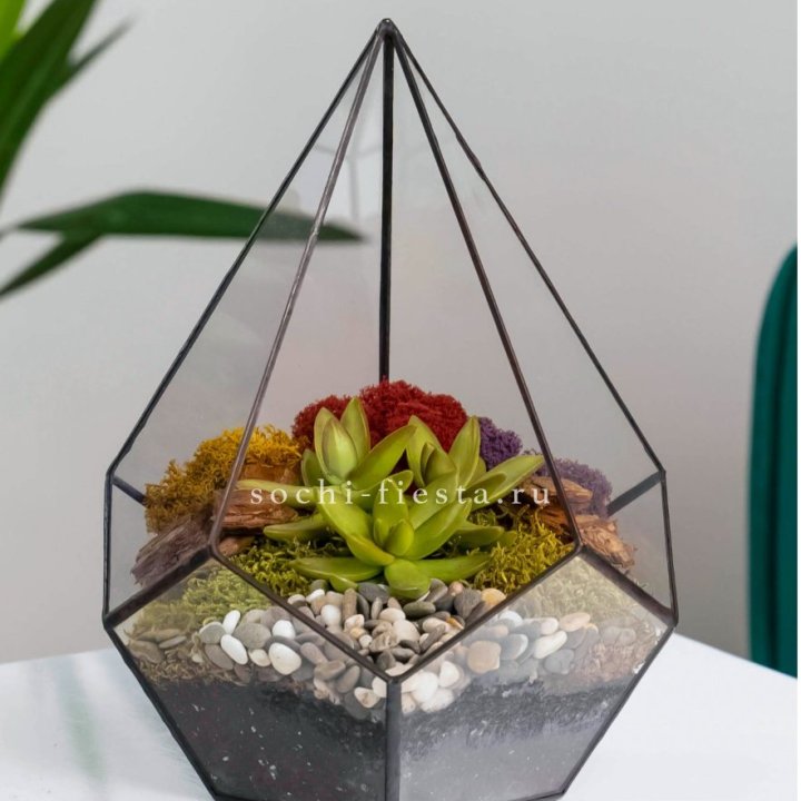 Флорариум Капля с суккулентом в Адлере