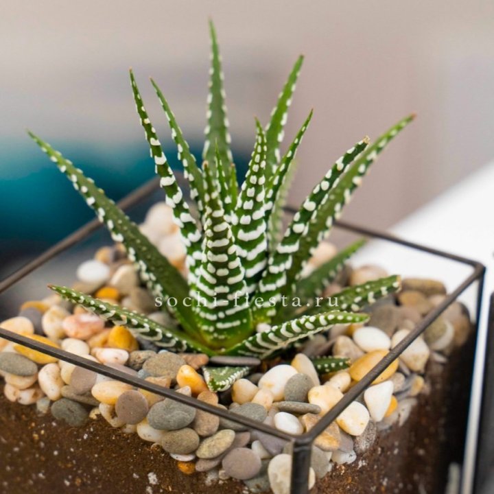 Флорариум Кубик с суккулентом Хавортия в Адлере