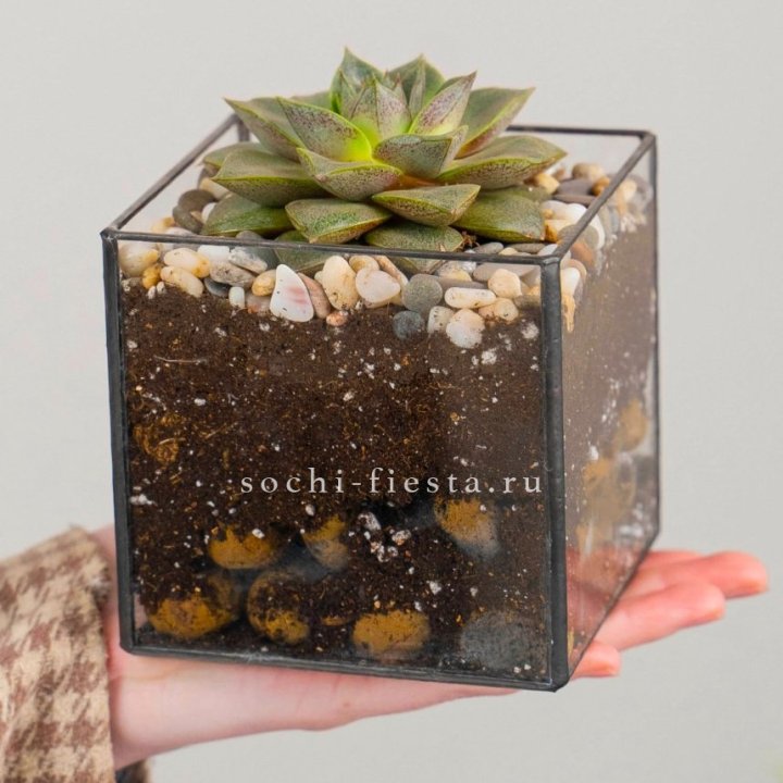 Флорариум Кубик с суккулентом Каменная роза в Адлере