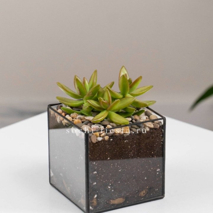 Флорариум Кубик с суккулентом Седум в Адлере