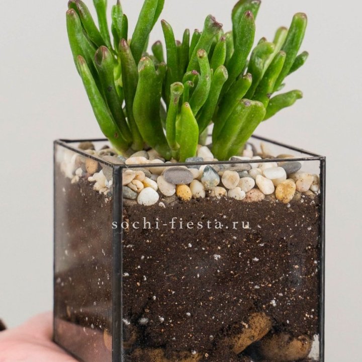 Флорариум Кубик с суккулентом Хоббит в Адлере