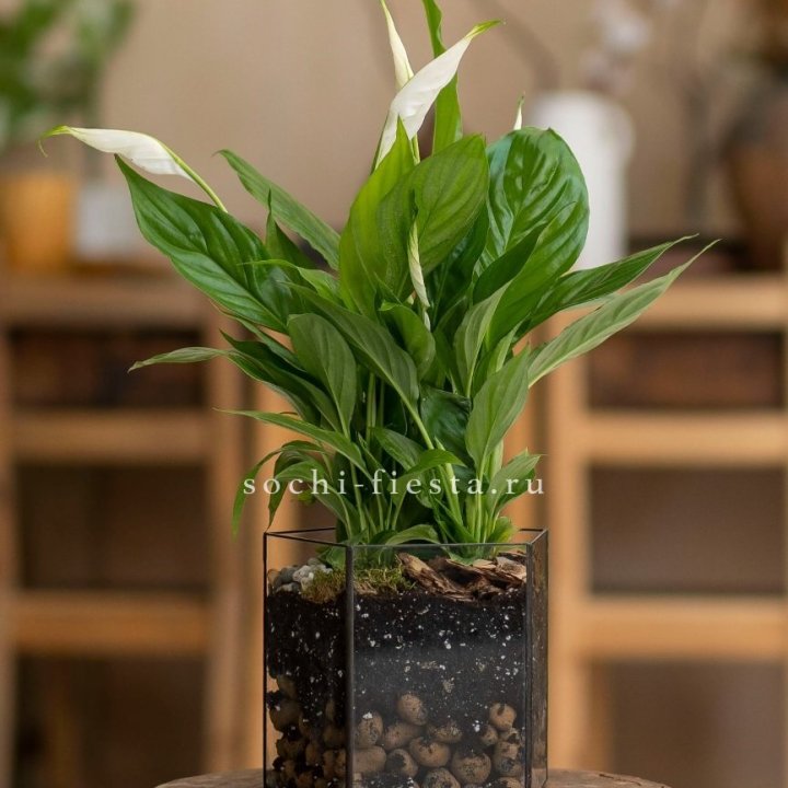 Спатифиллум в кашпо Пятиугольник в Адлере