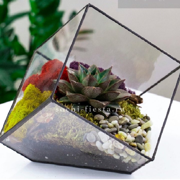Флорариум Куб усеченный с суккулентом Каменная роза в Адлере