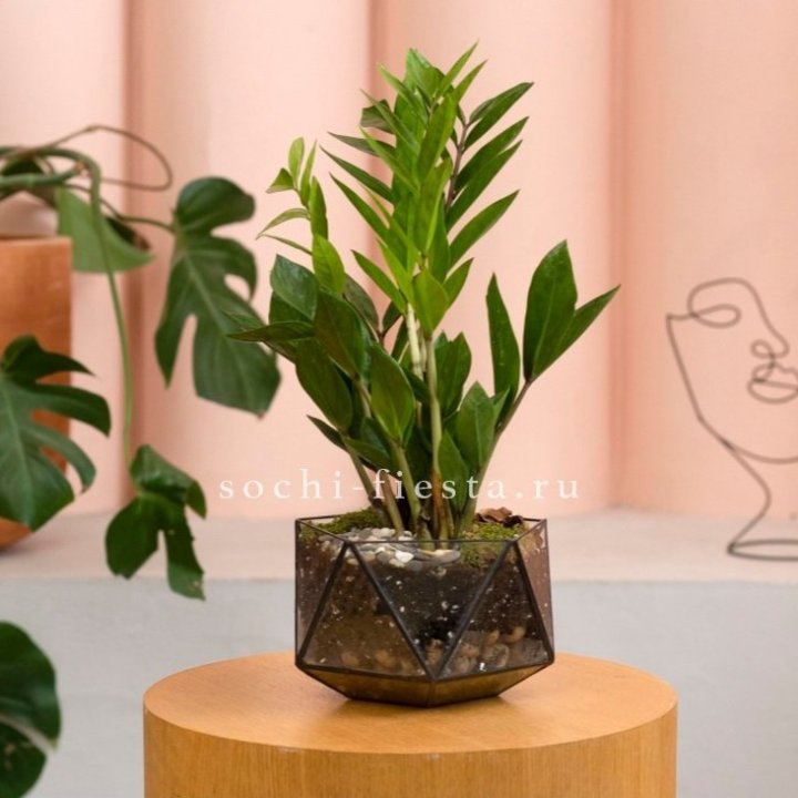Замиокулькас в кашпо Икосаедр в Адлере