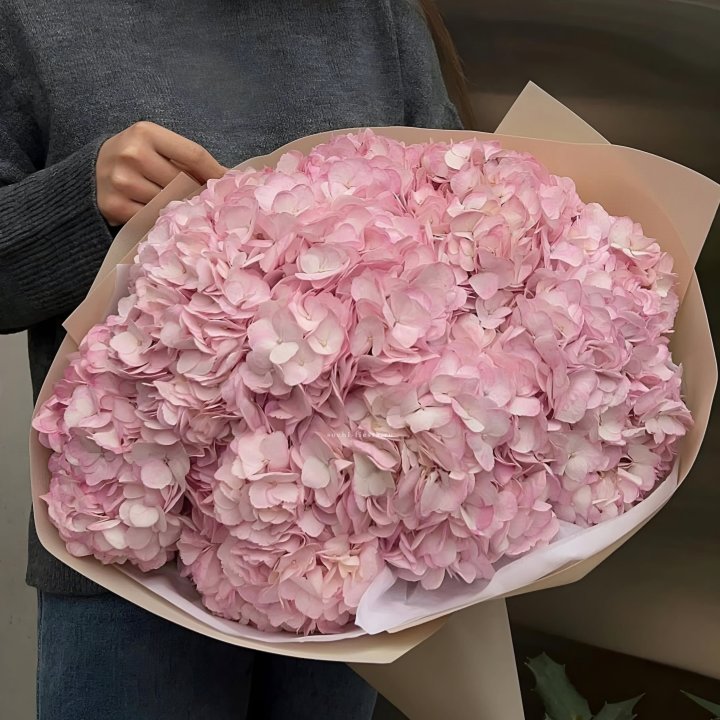 Гортензия  "РОЗЕ" в Адлере