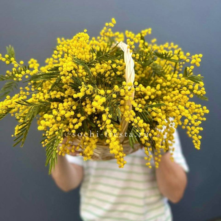 Весенняя корзина мимозы с доставкой в Адлере