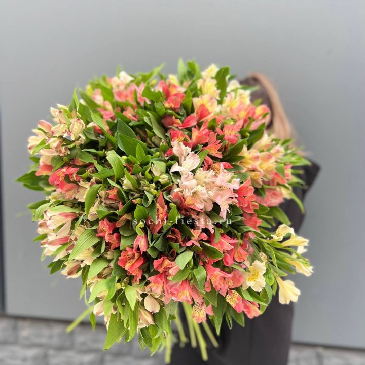 51 альстромерия в Адлере