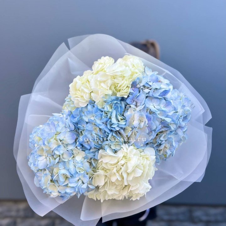 5 бело-голубых гортензий в Адлере
