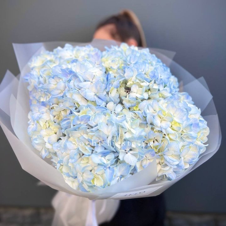 5 голубых гортензий в Адлере