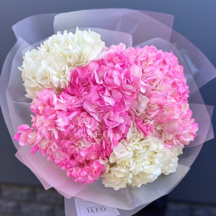 5 бело-розовых гортензий в Адлере