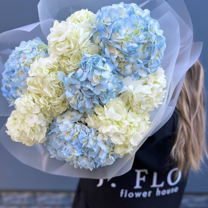 9 бело-голубых гортензий в Адлере