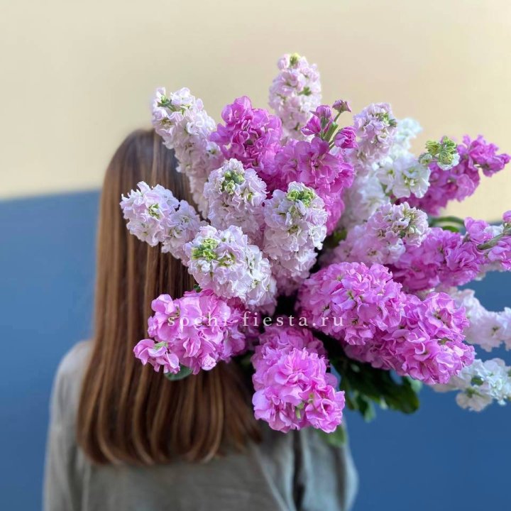 Охапка Маттиолы в Адлере