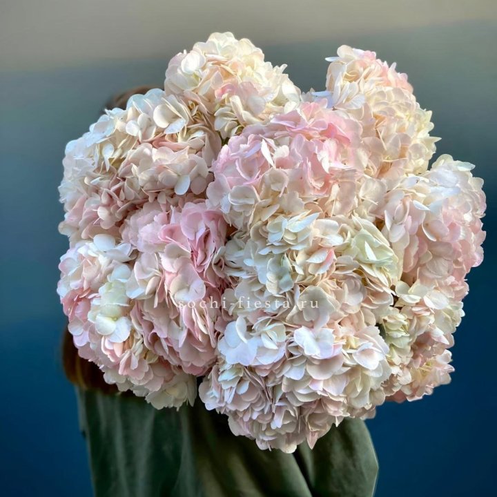 Охапка Розовой Гортензии в Адлере