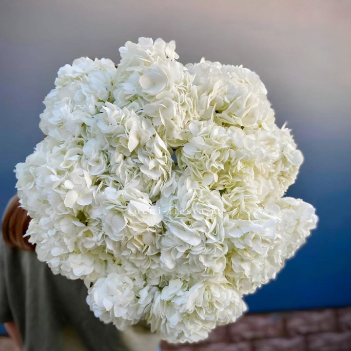 Охапка Белой Гортензии в Адлере