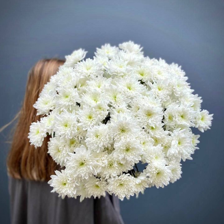 Охапка Хризантемы кустовой в Адлере