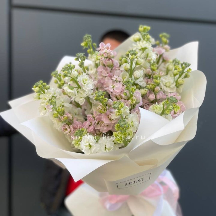 29 маттиол  в Адлере