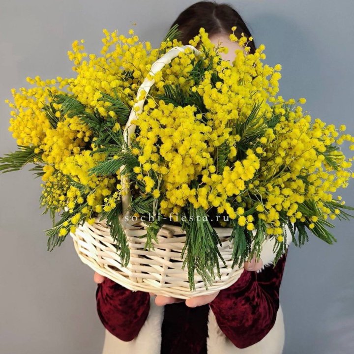 Корзина ароматной мимозы в Адлере