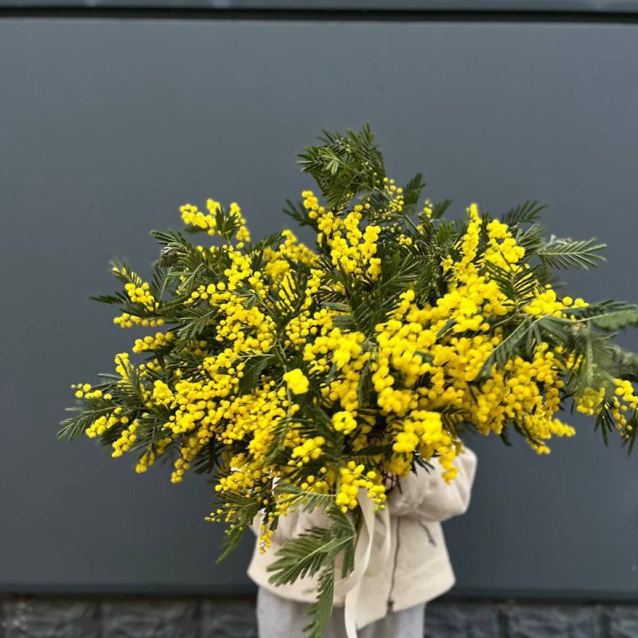 Охопка мимозы в Адлере