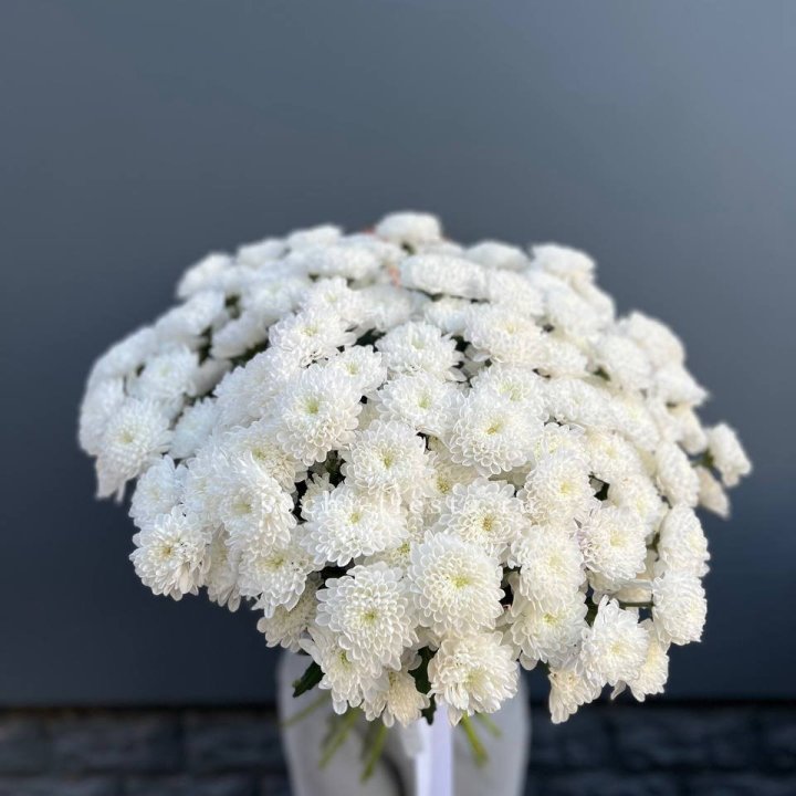  25 хризантем белых в Адлере