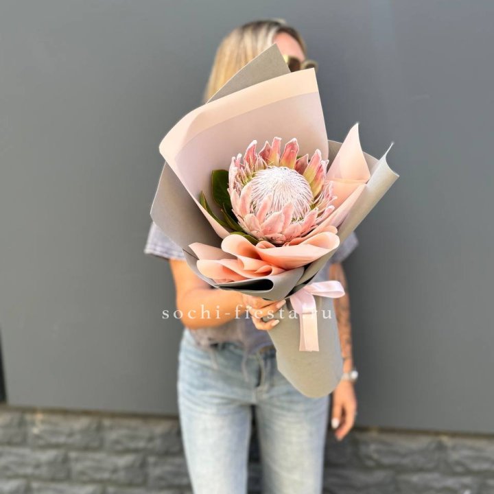 Протея мини  в Адлере