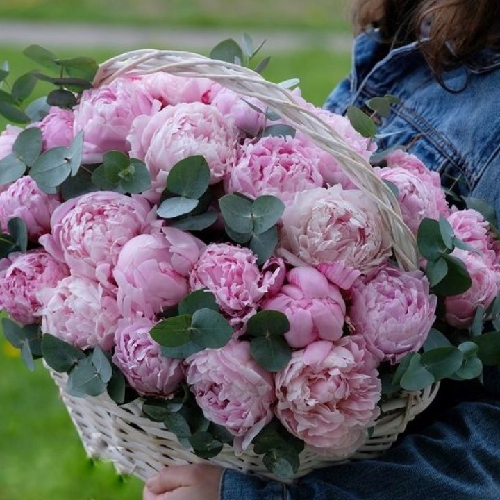 51 пион в корзине в Адлере