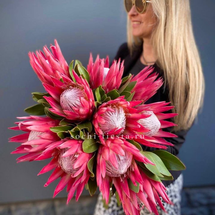 Протея штучно в Адлере