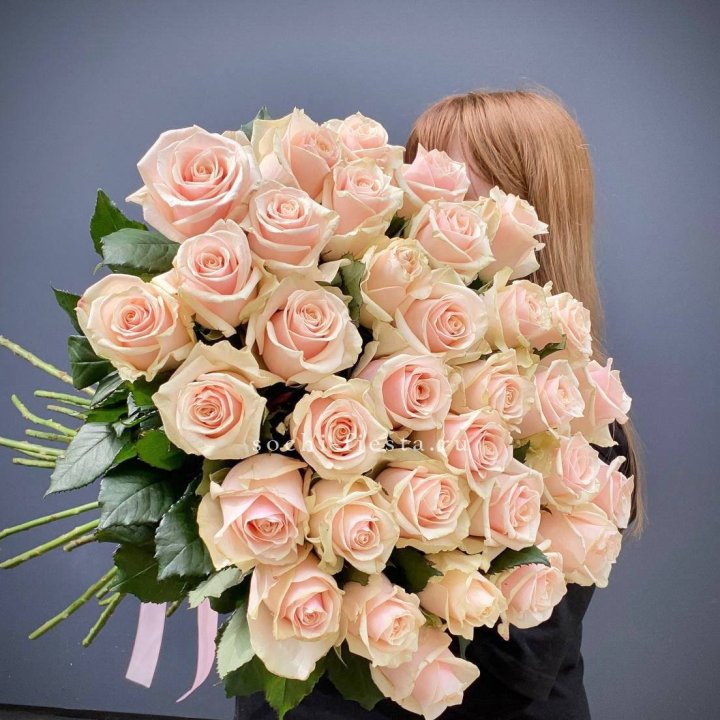 35 кремовых высоких роз в Адлере
