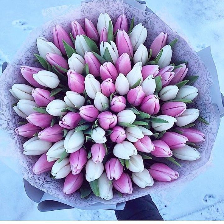 101 тюльпан Lollipop в Адлере