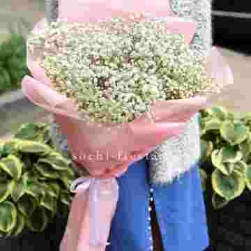 Белоснежные гипсофилы в Адлере