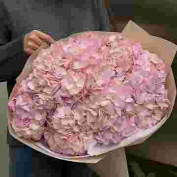 Гортензия  "Rose clouds" в Адлере